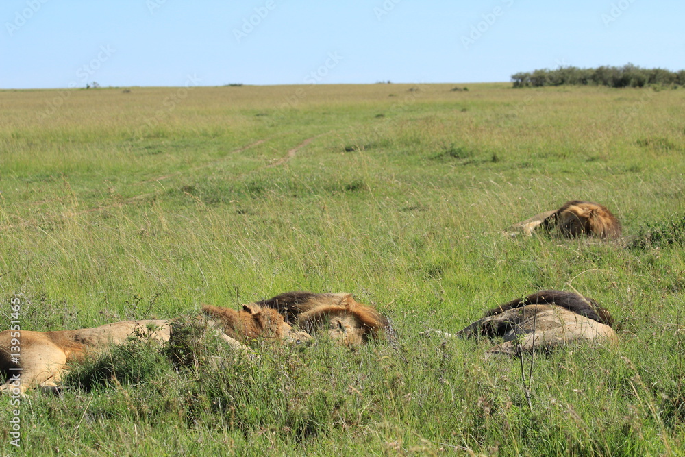 Naklejka premium Four mature lions sleeping in Kenya