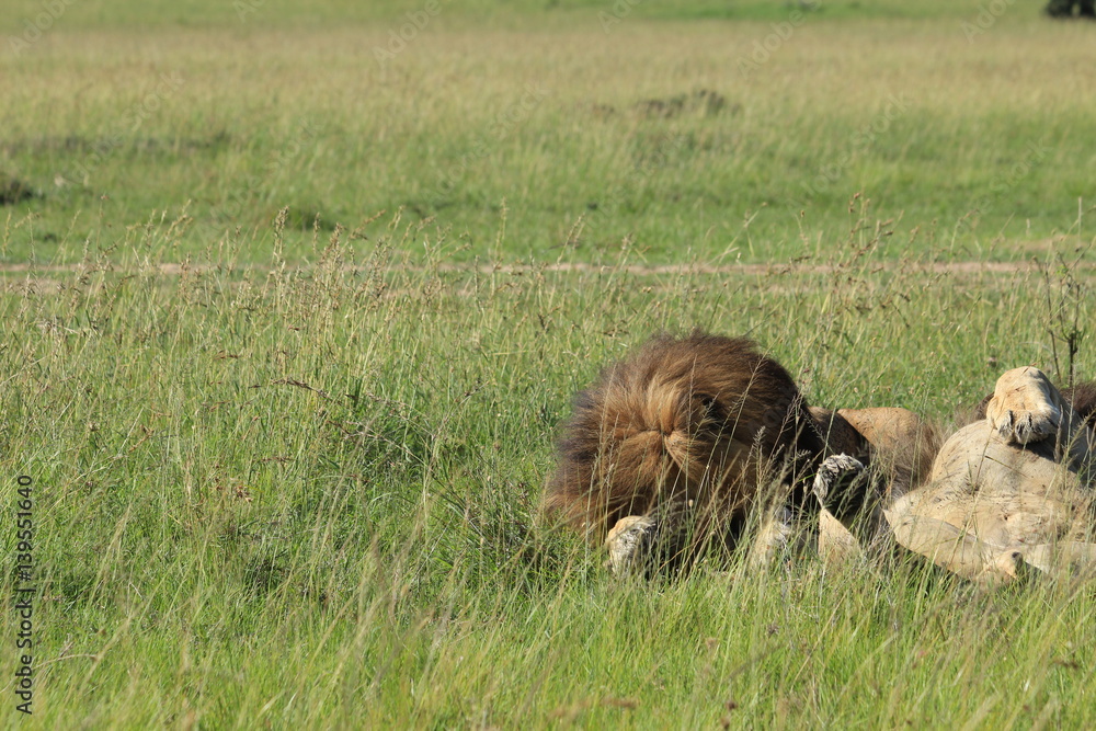 Mature lions sleeping in Kenya