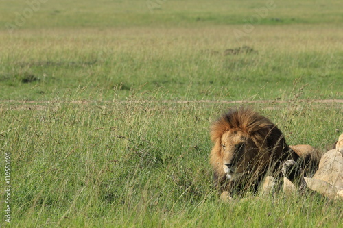 Fototapeta Naklejka Na Ścianę i Meble -  Mature lions in the right in Kenya