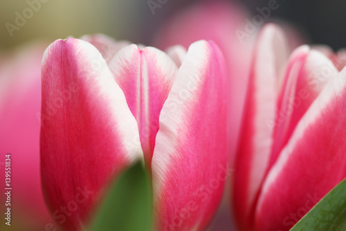Bouquet pink tulip