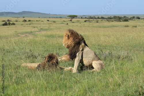 Mature lions in Kenya