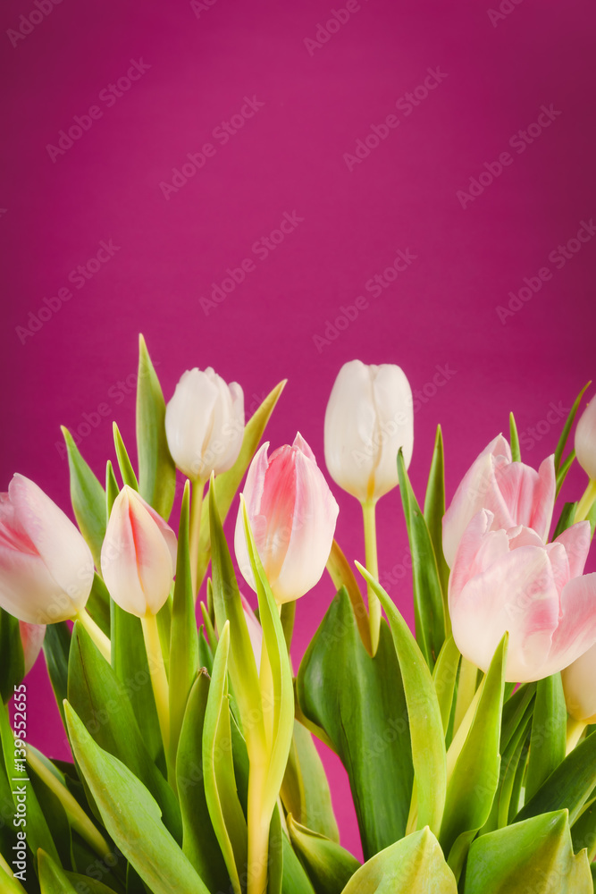 Fototapeta premium bukiet białych tulipanów na różowym tle