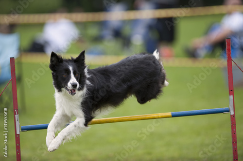Proud dog jumping over agility hurdle