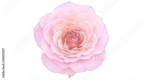 Pink rose on white background, watercolor style.