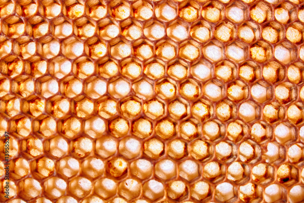 Fototapeta premium bee wax texture