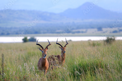 Antylopy impala zwyczajna w parku narodowym Pilanesberg