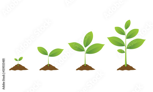 Infographic of planting tree. Seedling gardening plant. Seeds sprout in ground. Sprouts, plants, trees growing icons. Seedling agriculture. Vector illustration isolated on white background. photo