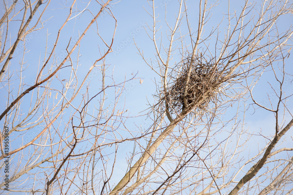 A crow nest in a winter tree against blue and clear sky A crow nest in a winter tree against blue and clear sky