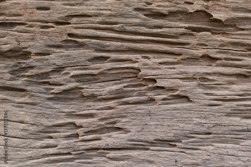 texture of traces of termites eat wood