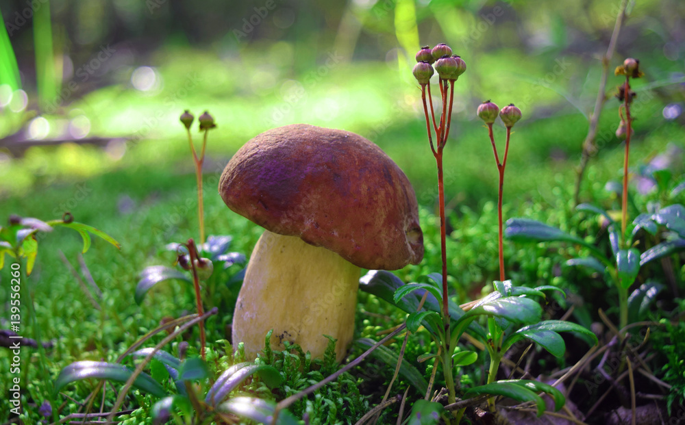 Fototapeta premium Mushroom in forest, Altai Region, Siberia, Russia