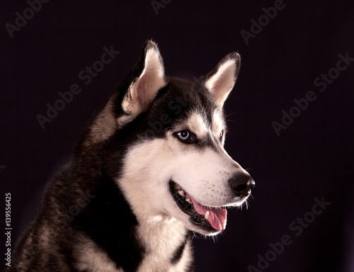 Fototapeta Naklejka Na Ścianę i Meble -  Portrait of a dog breed Siberian Husky on a black background