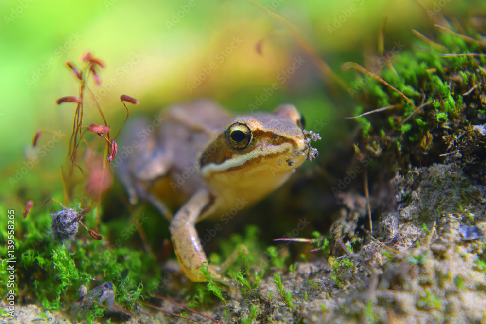Fototapeta premium Wild frog hides in green moss in swamp