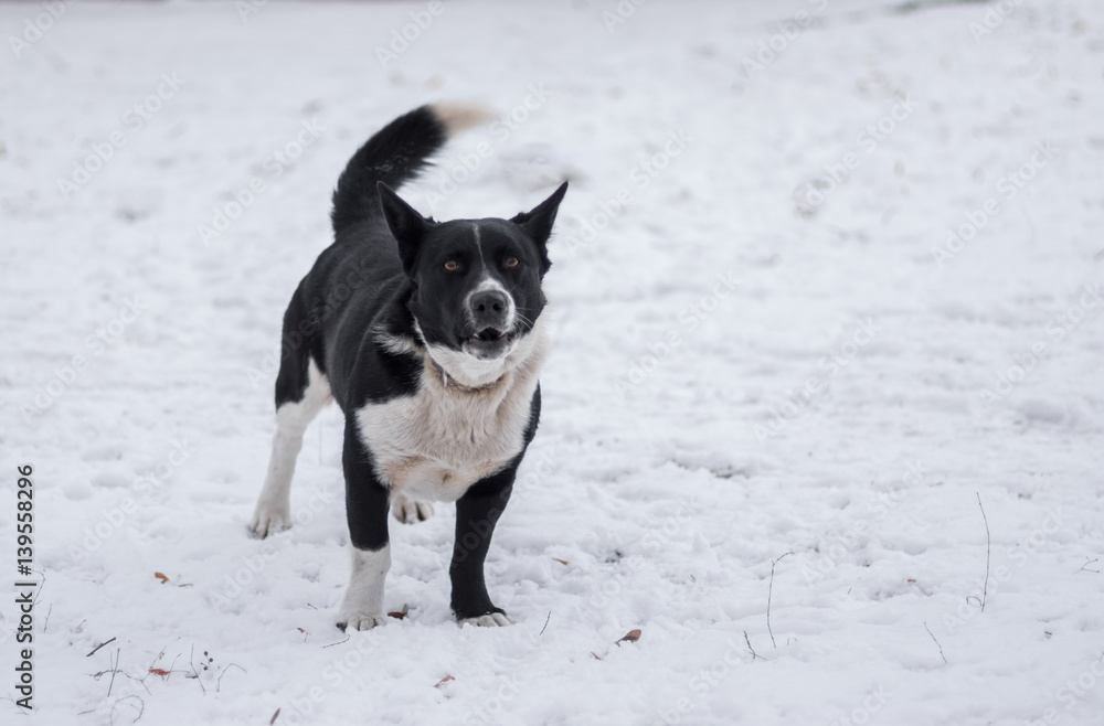 Black, stocky, mixed breed dog barking on a winter street ready to defend its territory