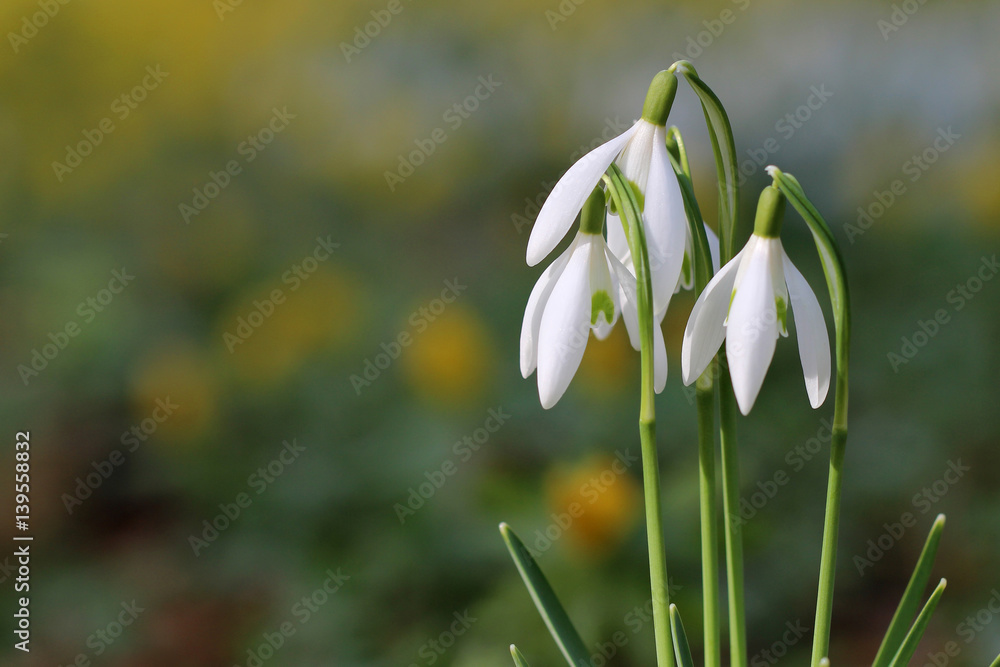 Snowdrop / White spring flowers on blur green background.