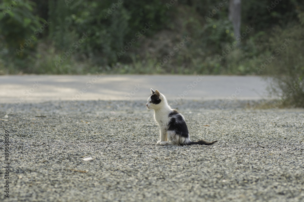 Kitten sitting on the floor alone. Kitten sitting on the floor alone.