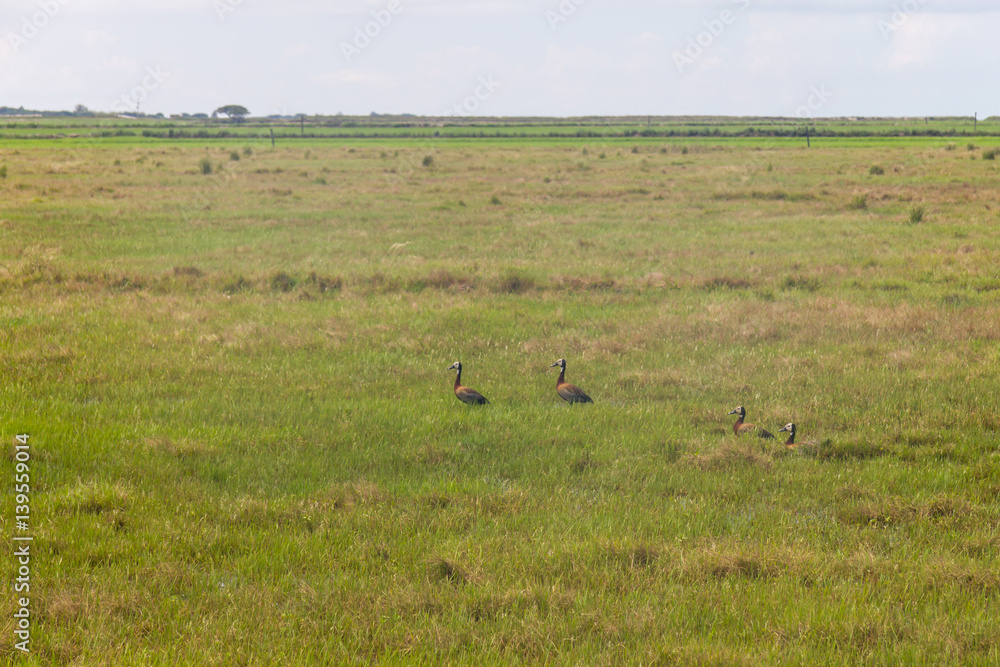 Wild ducks in a rice farm at Lagoa do Peixe lake