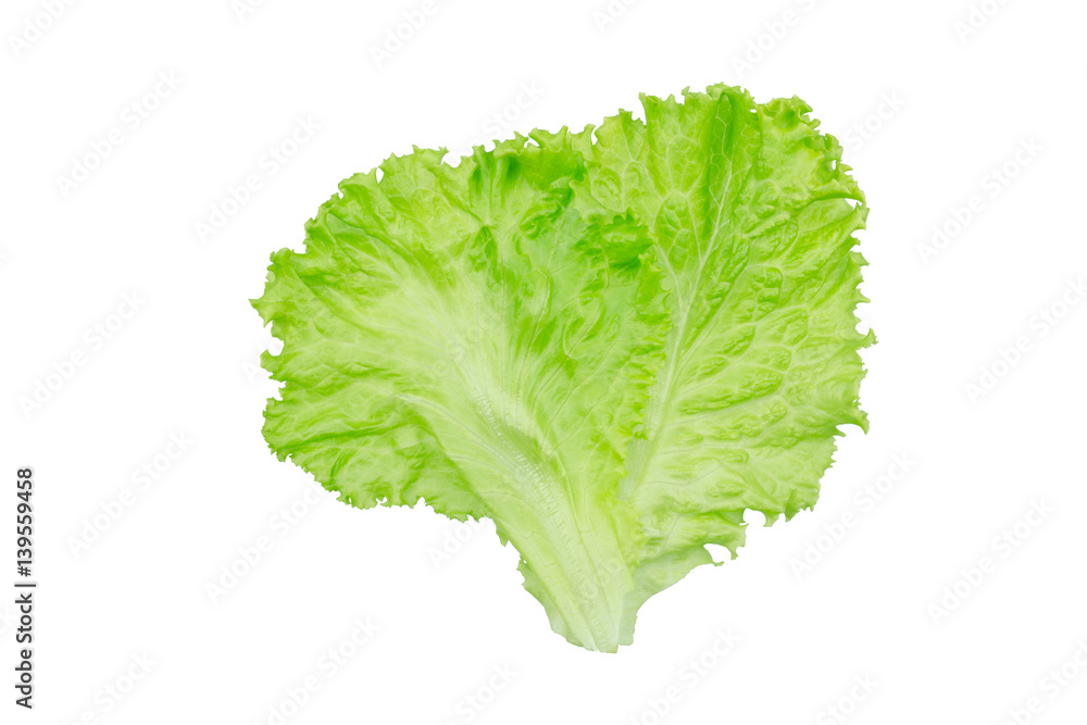 Salad leaf. Lettuce isolated on white background. Salad leaf. Lettuce isolated on white background.