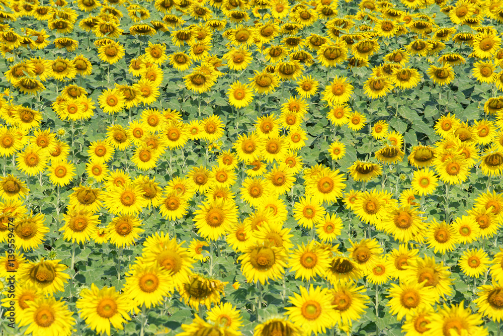 Beautiful Landscape view of sunflower field with select focus Beautiful Landscape view of sunflower field with select focus
