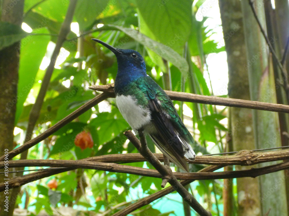 Fototapeta premium hummingbird