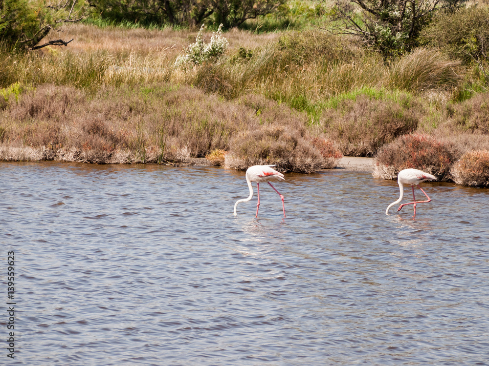 Naklejka premium Bouches-du-Rhone; France, Europe. June 13th 2013. Pink flamingo in natural lake at Bouches-du-Rhone; France, Europe