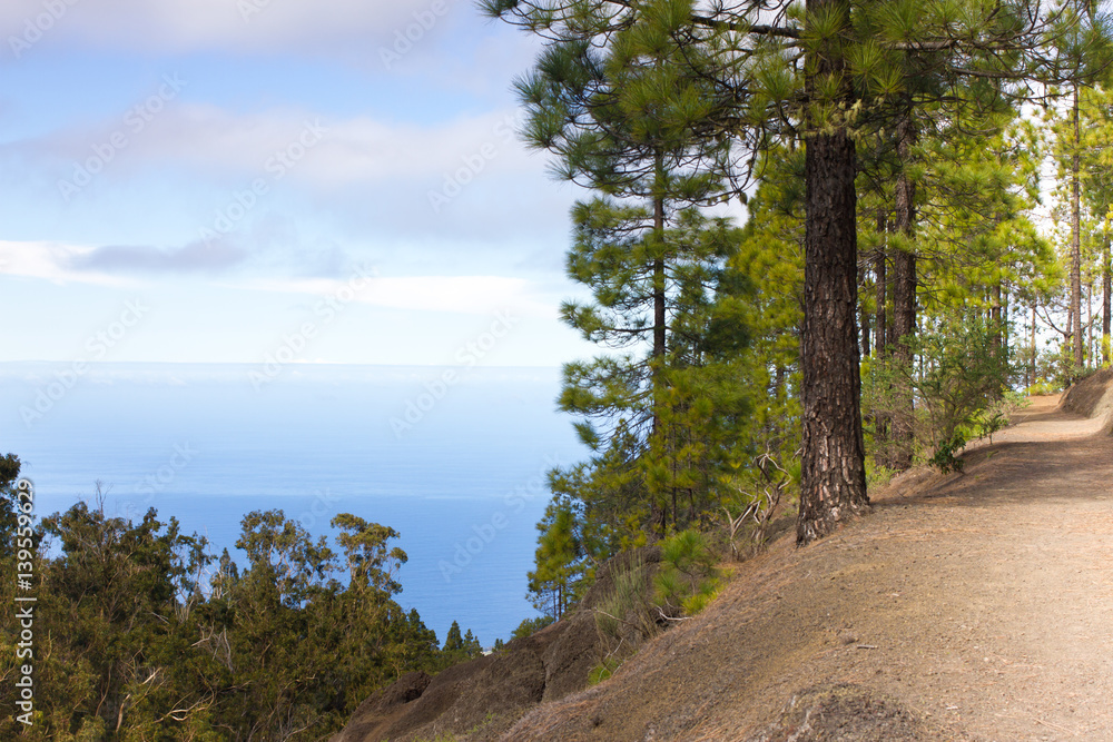 Beautiful panorama of pine forest with sunny summer day. Coniferous trees. Sustainable ecosystem. Tenerife, Teide volcano, Canary islands, Spain Beautiful panorama of pine forest with sunny summer day. Coniferous trees. Sustainable ecosystem. Tenerife, Teide volcano, Canary islands, Spain