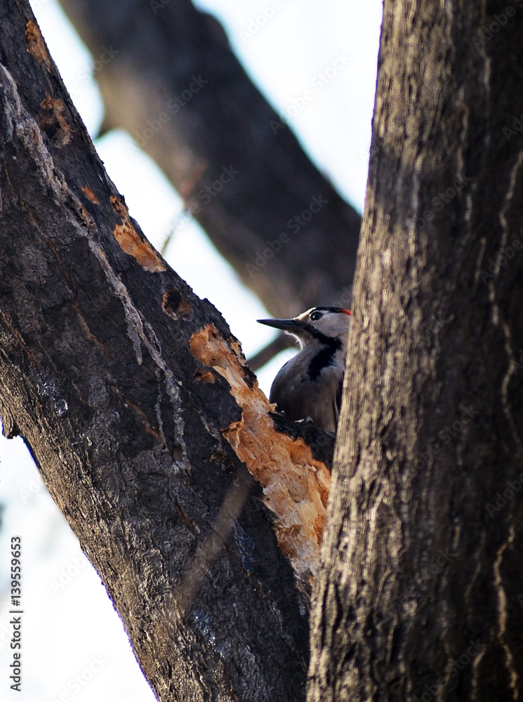 Great spotted woodpecker (Dendrocopos major)