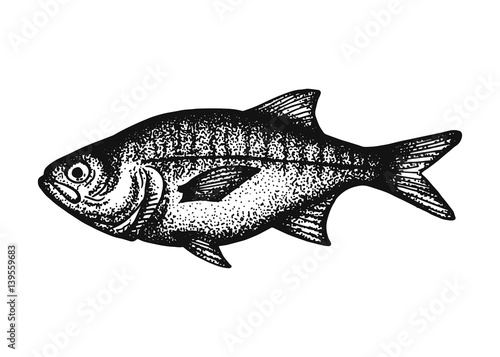 bream fish sketch