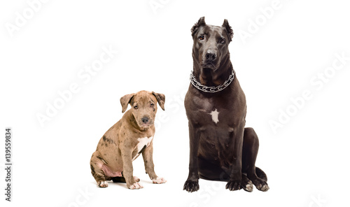 Fototapeta Naklejka Na Ścianę i Meble -  Adult dog and puppy pitbulls, sitting together, isolated on white background