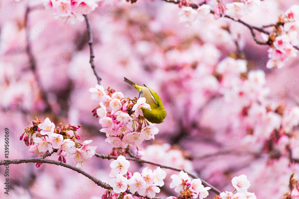 The Japanese White eye.The background is winter cherry blossoms. Located in Tokyo Prefecture Japan. The Japanese White eye.The background is winter cherry blossoms. Located in Tokyo Prefecture Japan.