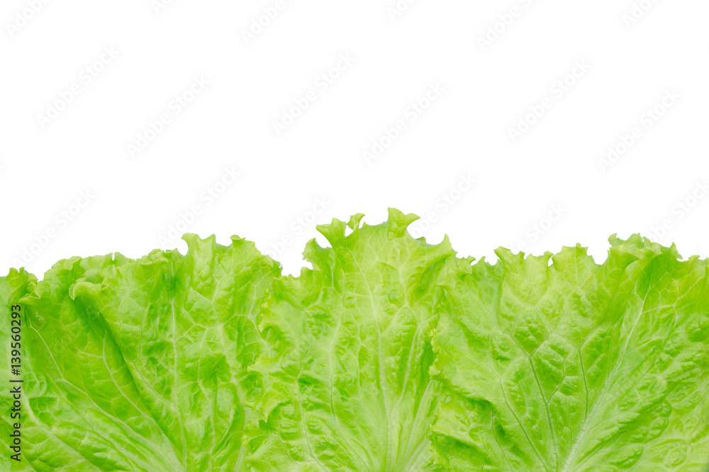 Salad leaf. Lettuce isolated on white background. Salad leaf. Lettuce isolated on white background.
