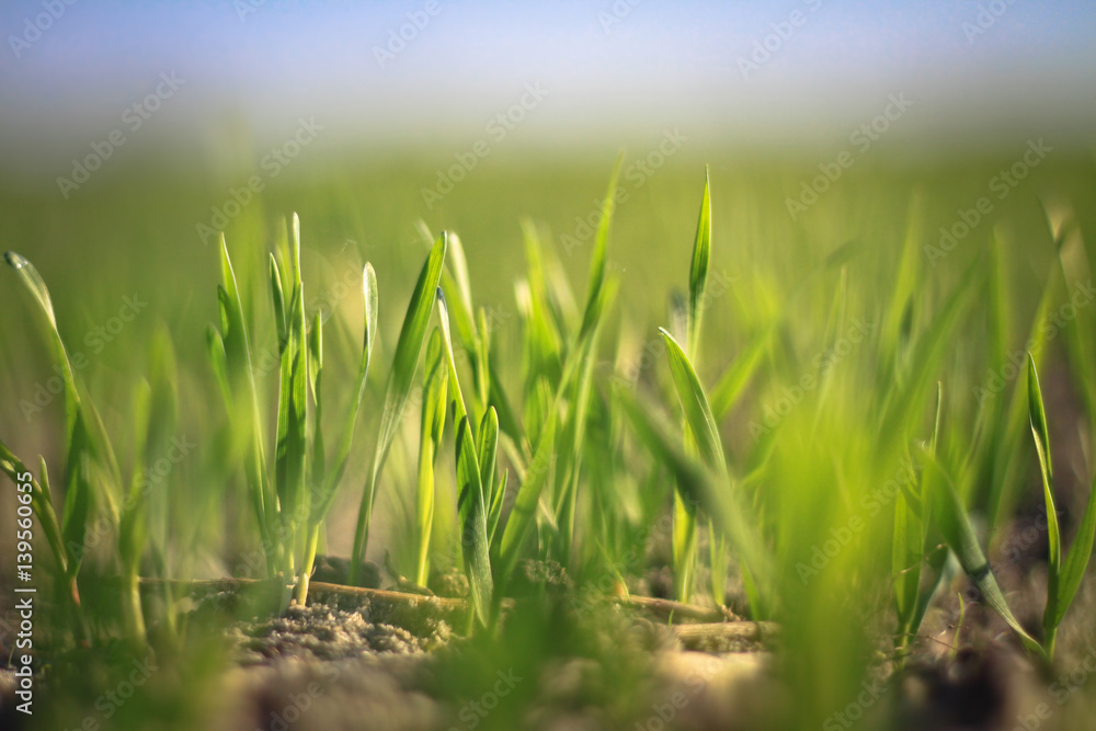 Bright green grass on a clear spring day. Cultivating crops in the field. blurred background Bright green grass on a clear spring day. Cultivating crops in the field. blurred background