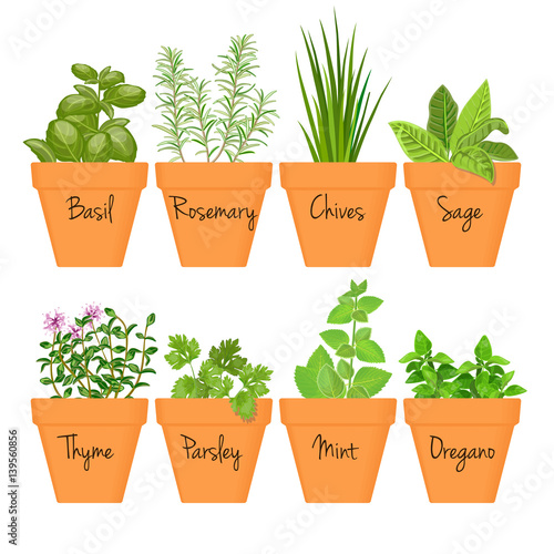 Set of vector culinary herbs in terracotta pots with labels