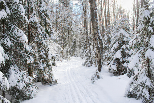 Ski track between snowy fir trees.