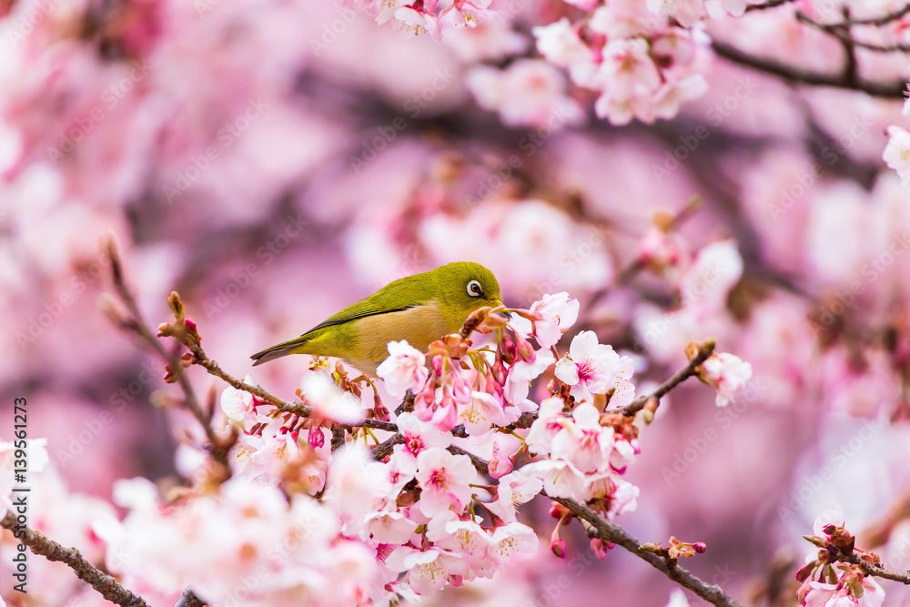 The Japanese White eye.The background is winter cherry blossoms. Located in Tokyo Prefecture Japan. The Japanese White eye.The background is winter cherry blossoms. Located in Tokyo Prefecture Japan.