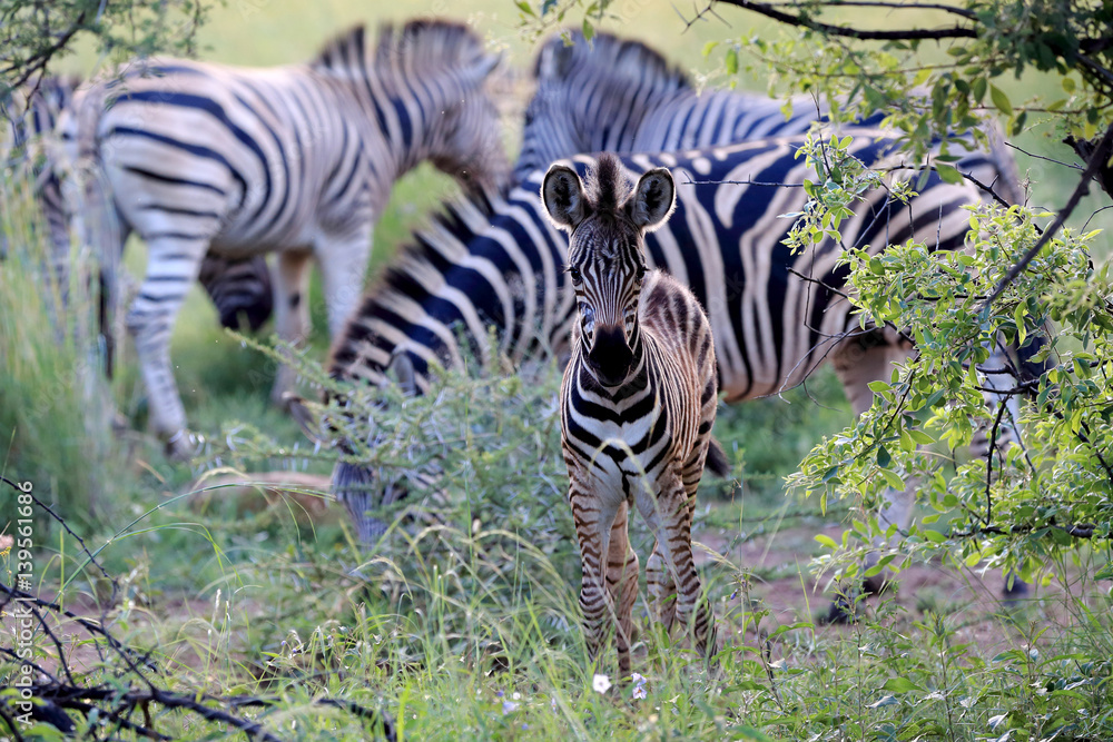 Fototapeta premium Młoda zebra w parku narodowym Pilanesberg