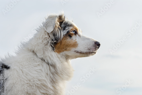 Australian Shepherd dog