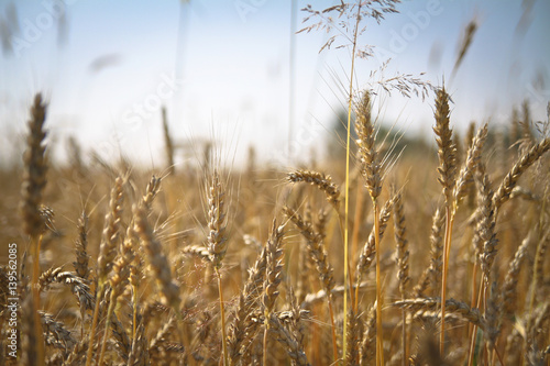 Golden wheat and corn on a meadow at sunrise. Blur bokeh background