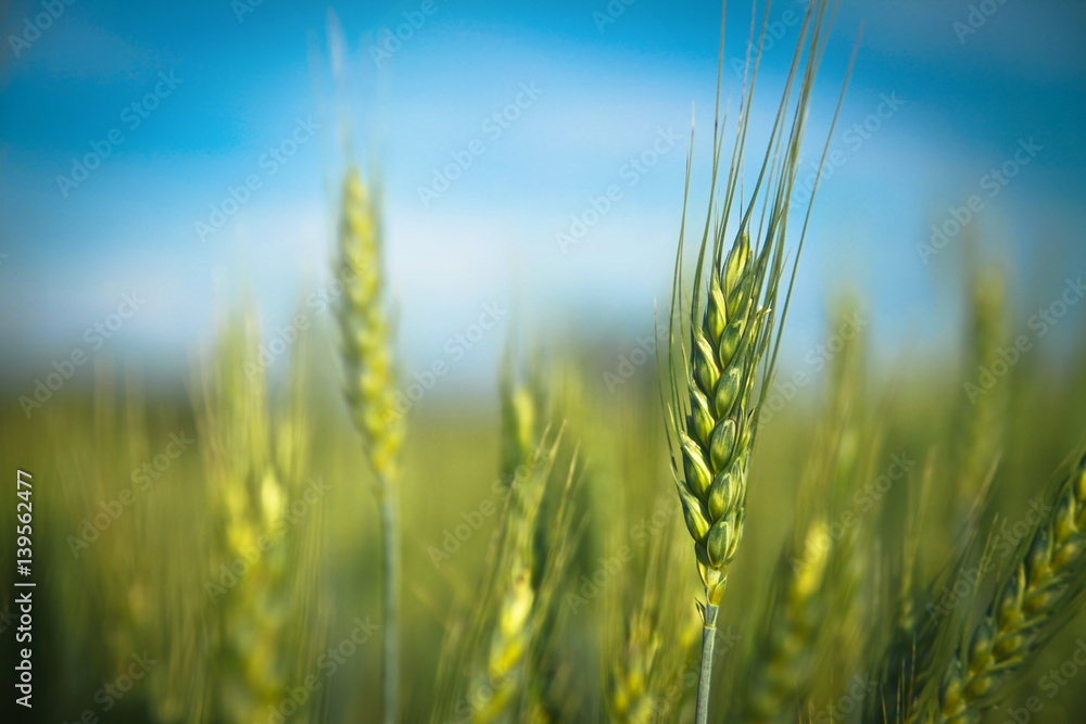 Green wheat and corn on a meadow at sunrise. Blur bokeh background