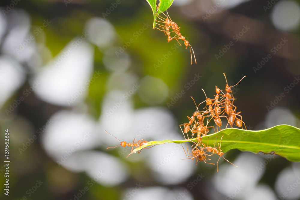 Ant action standing.Ant bridge unity team Ant action standing.Ant bridge unity team