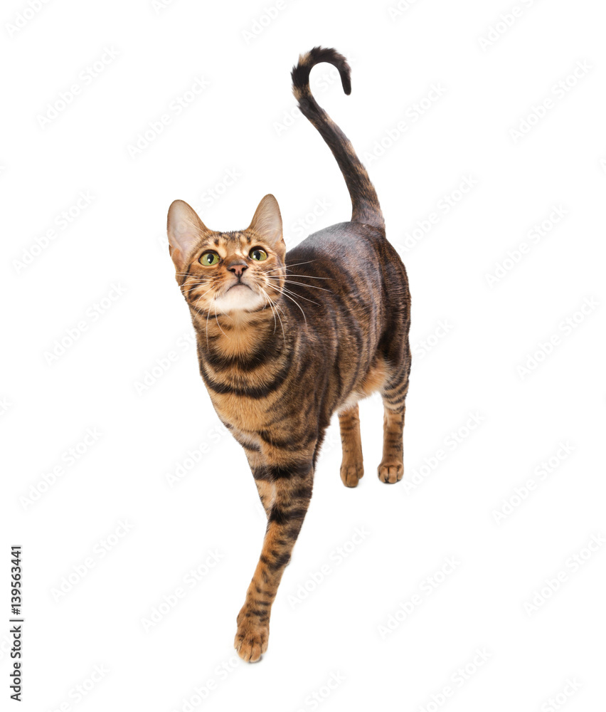 Cat breed Toyger isolated on white background. Cat breed Toyger isolated on white background.