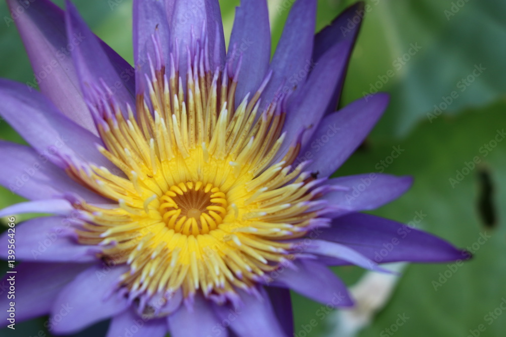Purple lotus flower in the pond Purple lotus flower in the pond