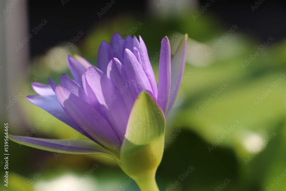 Purple lotus flower in the pond
