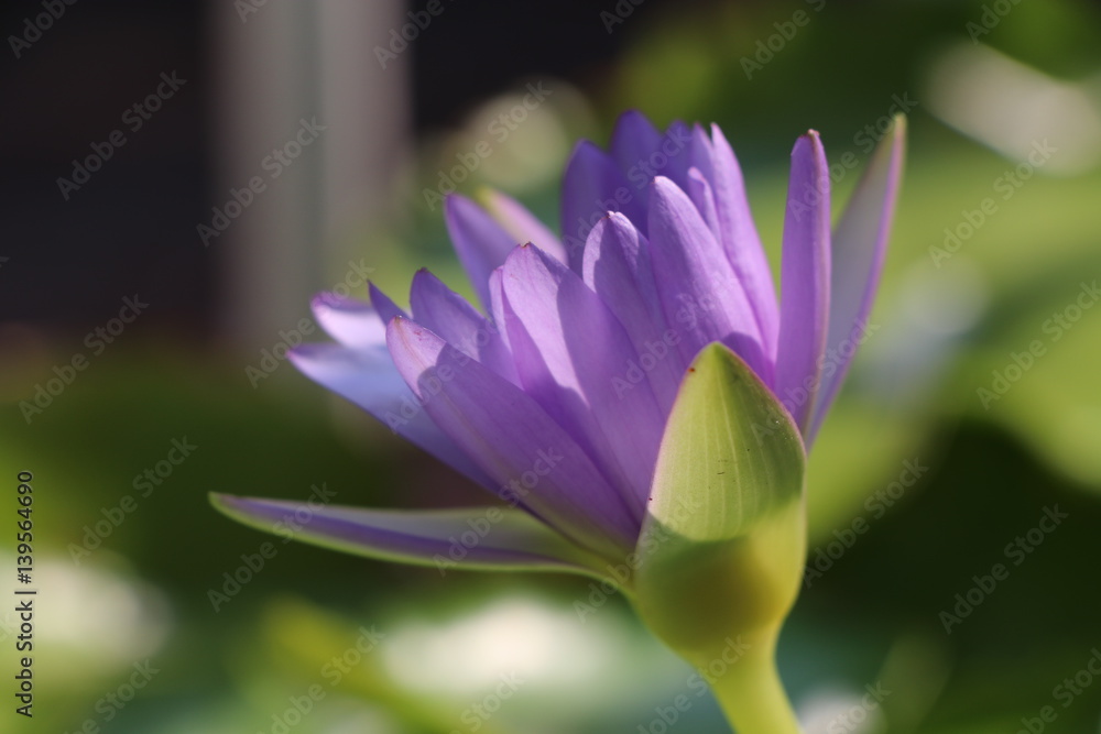 Purple lotus flower on the pond