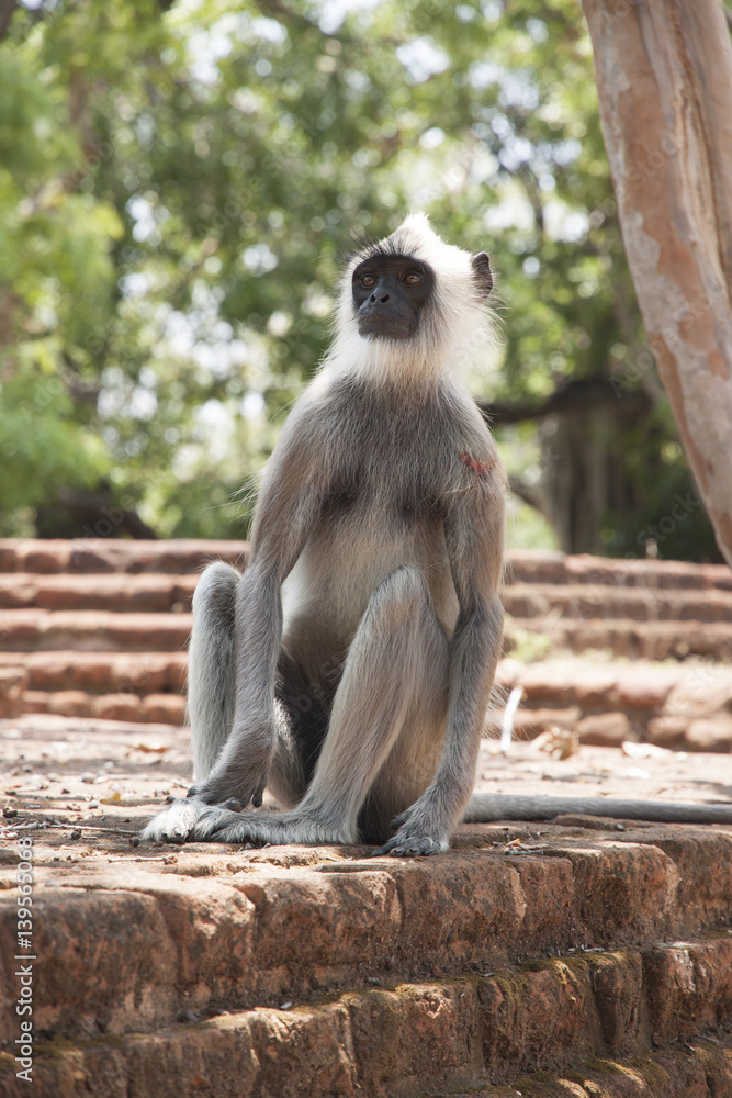 Langur monkey sitting on the ancient ruins in Polonnaruwa, Sri Lanka