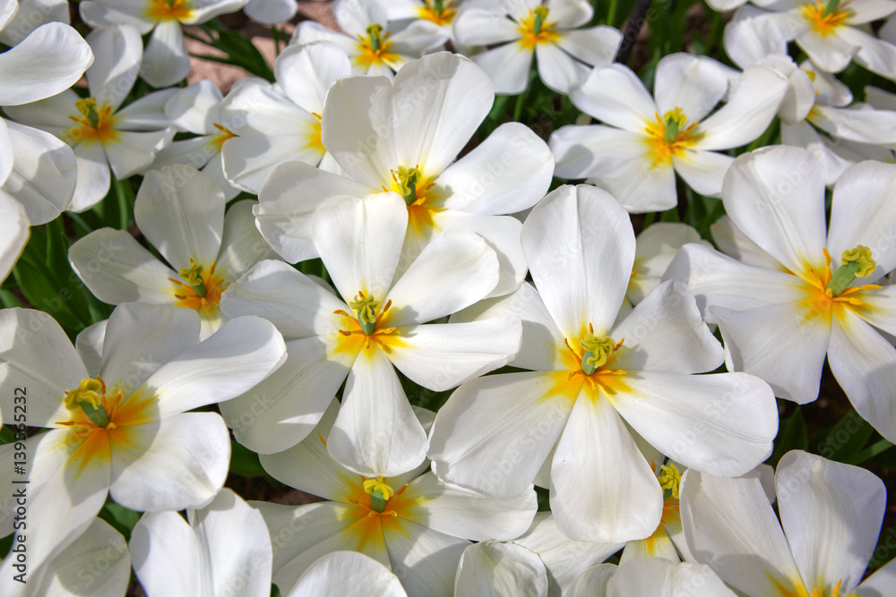White tulips background. White tulips background.