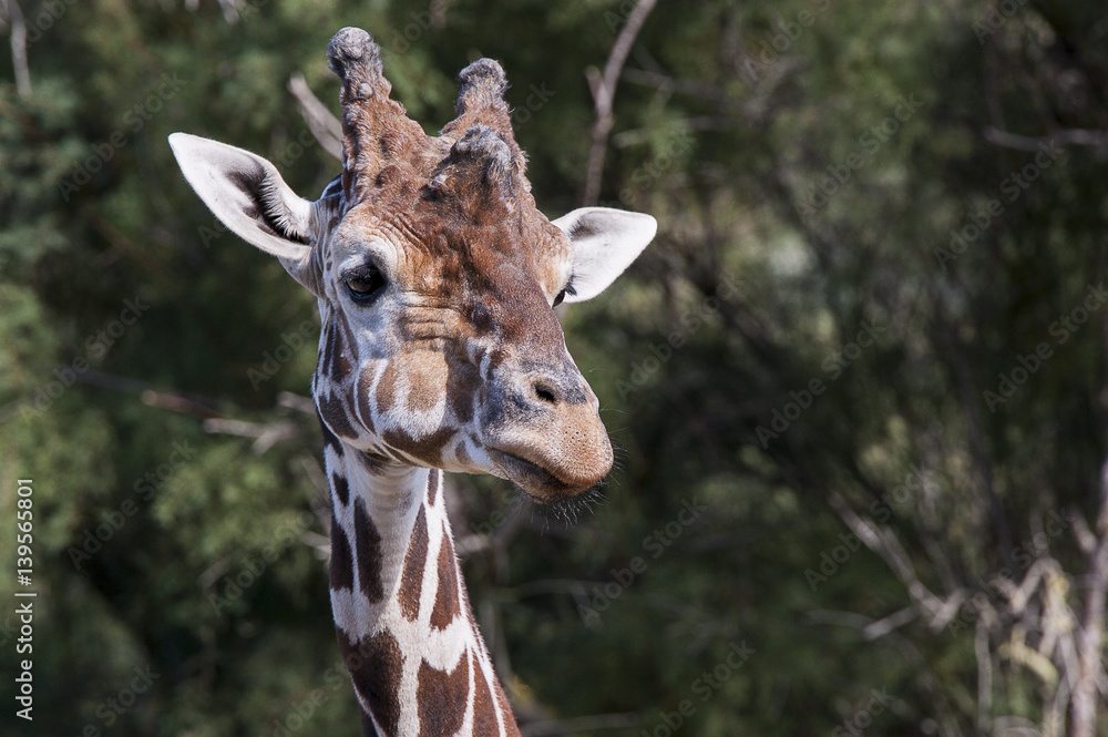 Obraz premium Portrait de girafe