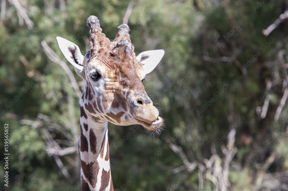 Obraz premium Girafe