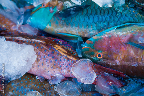 Canvas Print Closeup of turquoise parrot fish preserved on ice at fishmarket