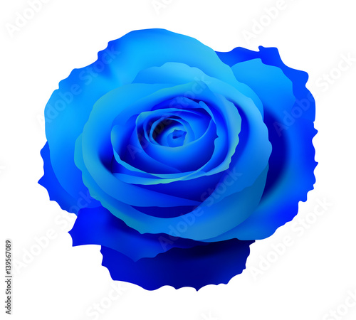 Rosa blu tridimensionale vettoriale realistica 