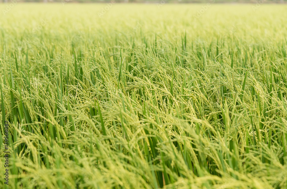 Close up of green paddy rice. Close up of green paddy rice.